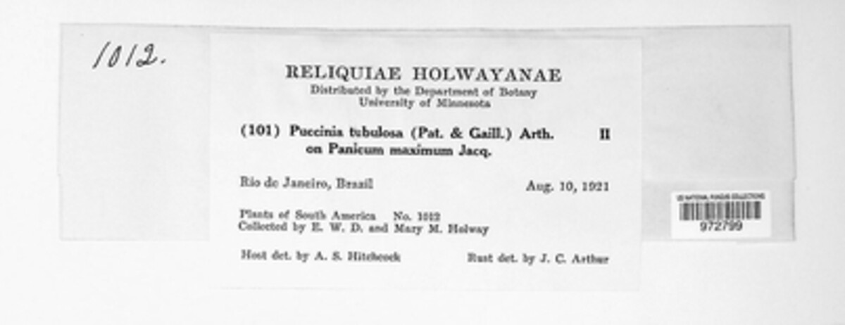 Aecidium tubulosum image